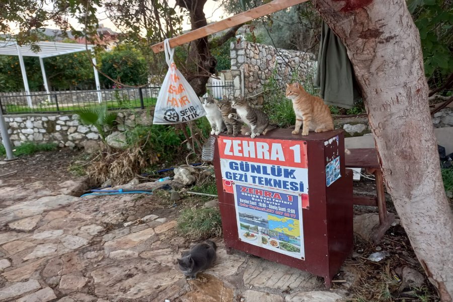 ZEHRA - 1 TEKNESİ - 4. Resim